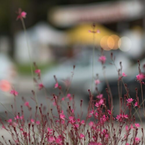 close-up-pink-cosmos-flowers-field (Custom) close-up-pink-cosmos-flowers-field (Custom)